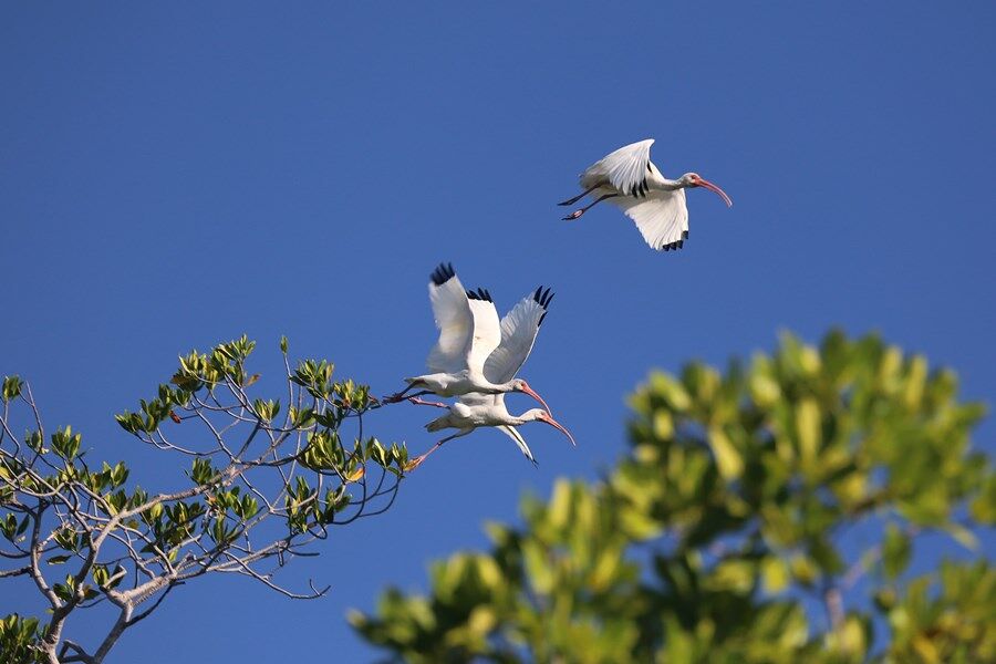 aves
